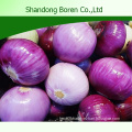 Fresh Onion in China with Top Quality